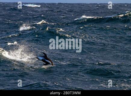 Delfino a clessidra, delfino dal lato bianco del sud (Lagenorhynchus cruciger), saltando fuori dall'acqua, Antartide Foto Stock