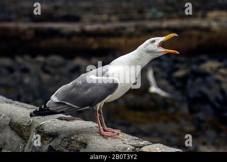 Gabbiano di aringa (Larus argentatus), che chiama su un muro, Norvegia Foto Stock