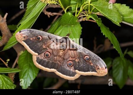 Grande Imperatore Moth, Giant Peacock Moth, Grande Peacock Moth, Giant Emperor Moth, Viennese Emperor (Saturnia Pyri), Maschio, Germania Foto Stock