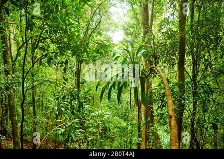 Percorso in una foresta pluviale, Australia, Queensland, Lamington National Park Foto Stock