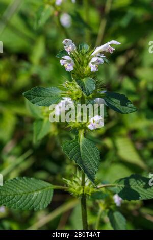 La canapa comune ortica, fragile-stelo hempnettle (Galeopsis tetrahit), fioritura, Germania Foto Stock