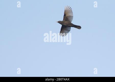 Blackbird (Turdus merula), in volo, Paesi Bassi, Olanda del Sud Foto Stock