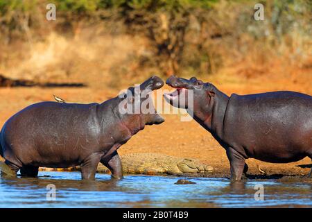 Ippopotamo, ippopotamo, ippopotamo comune (Hippopotamus anfibio), due ippopotami in conflitto in acque poco profonde, coccodrillo sulla riva, Sudafrica, Lowveld, Krueger National Park, Sunset Dam Foto Stock