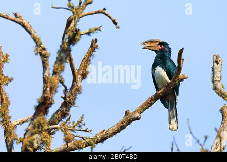 Trombettista cornicione (Ceratogymna bucinator), seduto su un albero, Sudafrica, KwaZulu-Natal, Parco Nazionale iSimangaliso Foto Stock