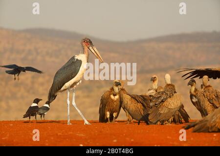 Marabou stork (Leptoptilos crumeniferus), in piumaggio giovanile al luogo di alimentazione con avvoltoi bianchi, Sud Africa, KwaZulu-Natal, Zimanga Game Reserve Foto Stock