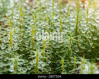 Vista ravvicinata del muschio dei capelli con gocce d'acqua Foto Stock