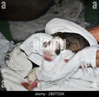 Cuccioli appena nati avvolti in asciugamani bianchi Foto Stock