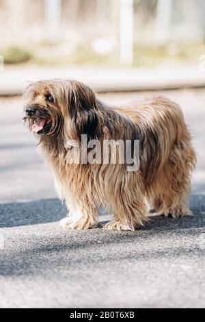 Tibetan Terrier cane passeggiate su asfalto nel Parco Foto Stock