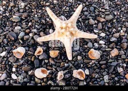 Stella di mare e conchiglie giacciono su rocce Foto Stock