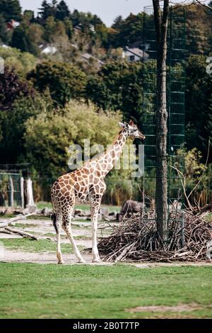 La giraffa passeggiate nella natura tra gli alberi in estate Foto Stock