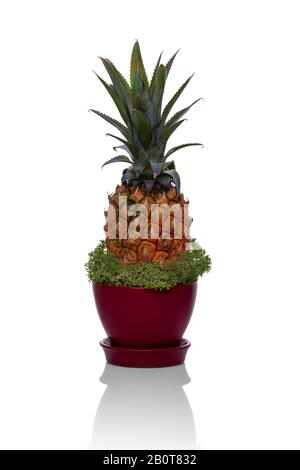 Primo piano di ananas di arancio maturo del bambino con foglie naturali bluastre verde. L'ananas è collocato in ceramica rossa e decorato. Isolato su bianco con Foto Stock