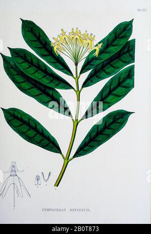 Hoya multiflora (Syn Cyrtoceras reflexum) del manoscritto del 19th secolo 'Plantae Javanicae rariores, descriptae iconibusque illustratae, quas in insula Java, annis 1802-1818' (Piante Java, Descrizione delle piante sull'isola di Java) di Horsfield, Thomas, 1773-1859 Pubblicato in latino a Londra nel 1838 Foto Stock