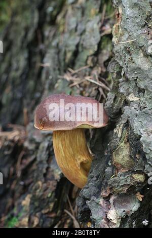 Imleria badia, noto come il bay bolete di funghi selvatici dalla Finlandia Foto Stock
