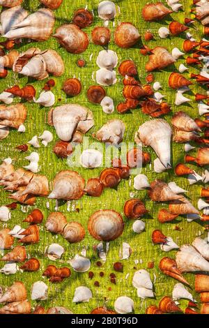 Ceiba speciosa, ornamentale prickly grasso tronco spinoso campione in Cipro. Foto Stock