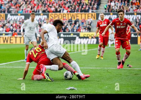 Koeln, Germania, RheinEnergieStadion, 16th Feb 2020: Ellyes Shkiri di Koeln (28) lotta per la palla contro Kingsley Coman di Muenchen durante l'abete Foto Stock