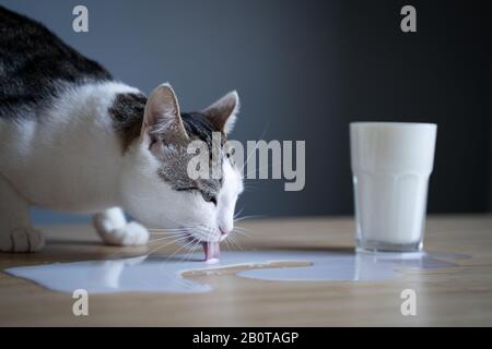 vista frontale primo piano di gatto bianco che lecca il latte versato in una pozza da un vetro su un tavolo di legno Foto Stock