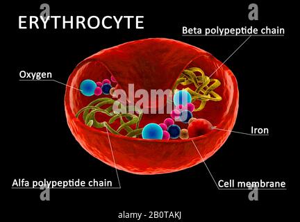 Struttura dei globuli rossi, eritrociti con emoglobina visibile e catena di polipetide. Sezione attraverso la membrana cellulare. Illustrazione 3D. Foto Stock
