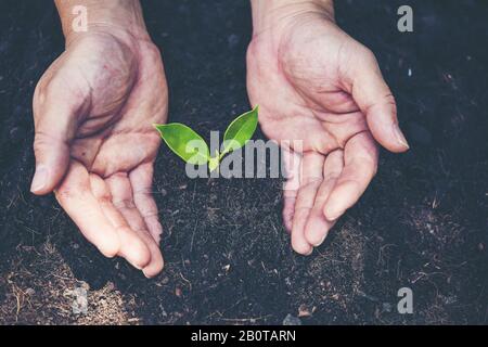 due mani che tengono e si prendono cura di una giovane pianta verde con luce solare calda Foto Stock