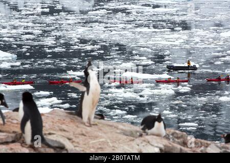 I pinguini di Adelie nidificano sull'isola di Peterman vicino al canale Lemaire, Graham Land, in Antartide, con i turisti provenienti da una nave da crociera di spedizione in kayak Foto Stock