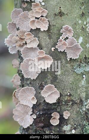 Schizophyllum comune, noto come split gill o splitgill, funghi selvatici fungo antibatterico dalla Finlandia Foto Stock