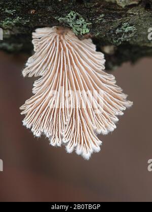 Schizophyllum comune, noto come split gill o fungo splitgill, medicinali selvatiche fungo dalla Finlandia Foto Stock