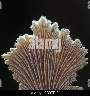 Schizophyllum comune, noto come split gill o fungo splitgill, medicinali selvatiche fungo dalla Finlandia Foto Stock