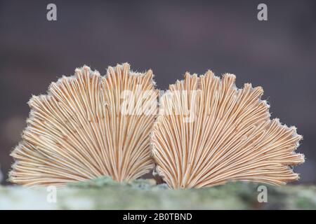 Schizophyllum comune, noto come split gill o splitgill, funghi selvatici funghi medicinali dalla Finlandia Foto Stock