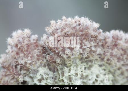 Schizophyllum comune, noto come split gill o splitgill, funghi selvatici funghi medicinali dalla Finlandia Foto Stock