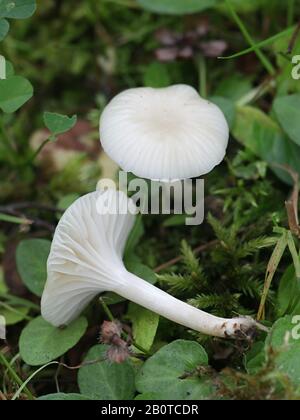 Cuphophyllus virgineus, conosciuto come il waxcap nevoso, funghi selvatici da Finlands Foto Stock