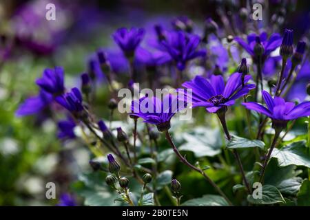 Viola Pericallis Senetti Fiori closeup in fiore Foto Stock