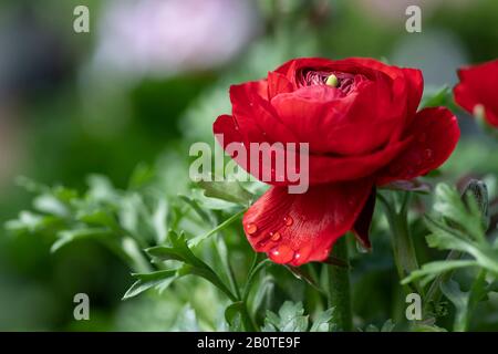 Rosso ranunculus asiaticus fiore con gocce di rugiada sui petali primo piano Foto Stock