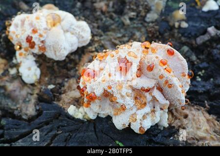 Hydnellum ferrugineum, noto come il dente di farinose o il marrone rossastro corky fungo della colonna vertebrale, dente selvatici fungo dalla Finlandia Foto Stock