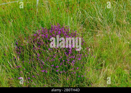 Irische Heide auf einer Wiese in den schottischen Highlands Foto Stock