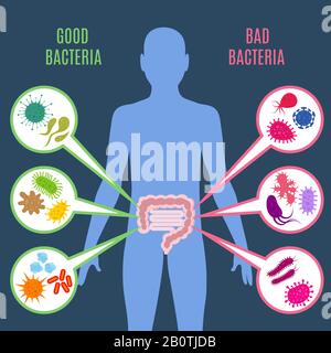 Flora intestinale salute vettore concetto con batteri e probiotici icone. Flora umana buona e cattiva illustrazione dei microrganismi Illustrazione Vettoriale