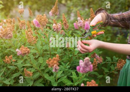 La ragazza taglia il cespuglio (spirea) con i secateurs nel giardino nel giorno estivo del sole. Potando i fiori asciutti di spirea. Mano della donna closeup. Foto Stock