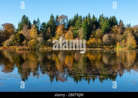 Riflessioni Autunnali In Penicuik High Pond, Penicuik Estate, Midlothian, Scozia, Regno Unito Foto Stock