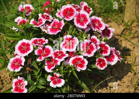 Primo piano di alcuni bei Dianthus Baby Doll ( Dianthus Chinensis) fiori che crescono in giardino con foglie e suolo, coltivazione selettiva Foto Stock