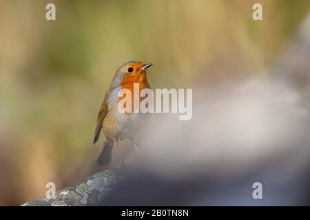 Robin staning su una roccia alla luce del sole. Foto Stock