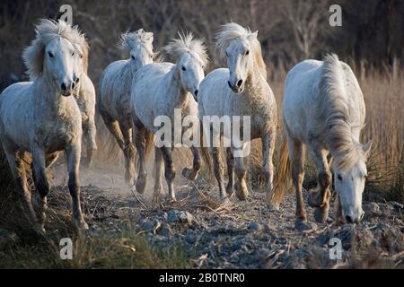 Camargue Cavallo, Mandria, Saintes Marie de la Mer in Camargue, nel sud della Francia Foto Stock