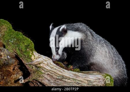 Badger arrampicata su un log in Scozia. Foto Stock