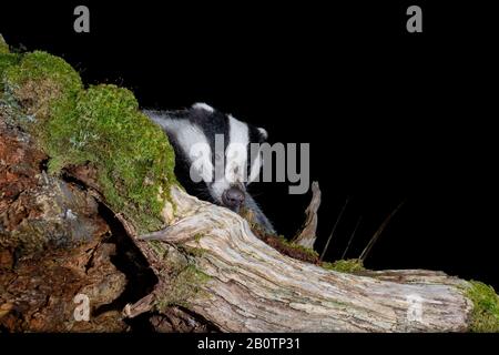 Badger arrampicata su un log in Scozia. Foto Stock