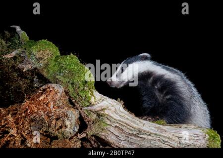 Badger arrampicata su un log in Scozia. Foto Stock