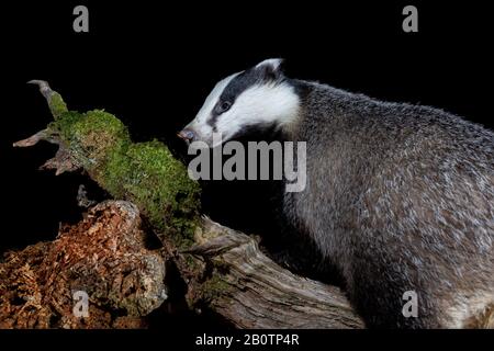 Badger arrampicata su un log in Scozia. Foto Stock