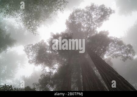 I gigantesca alberi di sequoia si trovano nella California del Nord e evocano sentimenti mistici di fascino. Molti degli alberi hanno 300 anni. Foto Stock