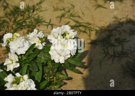 Primo piano di fiori bianchi di stock ( Matthiola Incana), noto anche come stock di dieci settimane con foglie verdi che crescono nel suolo in un giardino nel Bengala Occidentale, India, Foto Stock