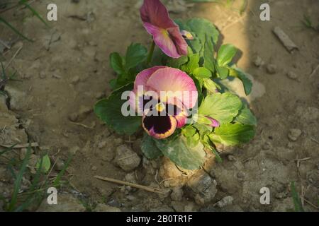 Primo piano di un fiore di farfalla Pansy conosciuto anche come selvaggio nome scientifico viola tricolore var. Hortensis crescente in giardino indiano nel Bengala occidentale Foto Stock