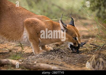 Caracal caracal caracal mangiando un capo glossy starling, Namibia Foto Stock