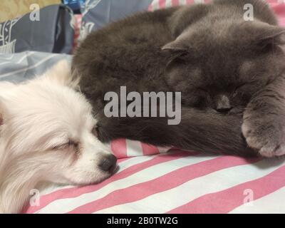 Bella gatto e cane dormire dolcemente insieme sul letto Foto Stock