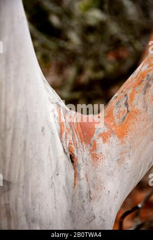 Arbutus andrachne, greco fragola albero, ritratto in inverno, albero sempreverde con foglie ampie e corteccia liscia Foto Stock