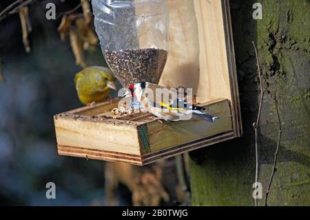 Goldfinch, carduelis carduelis e Greenfinch europeo, carduelis cloris, in piedi A Valle, inverno in Normandia Foto Stock